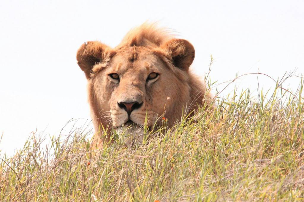 Le Safari en Tanzanie : Une Aventure Hors du Commun