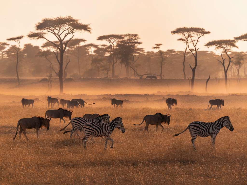  Que découvrir dans la réserve de Masaï Mara, Kenya ? 