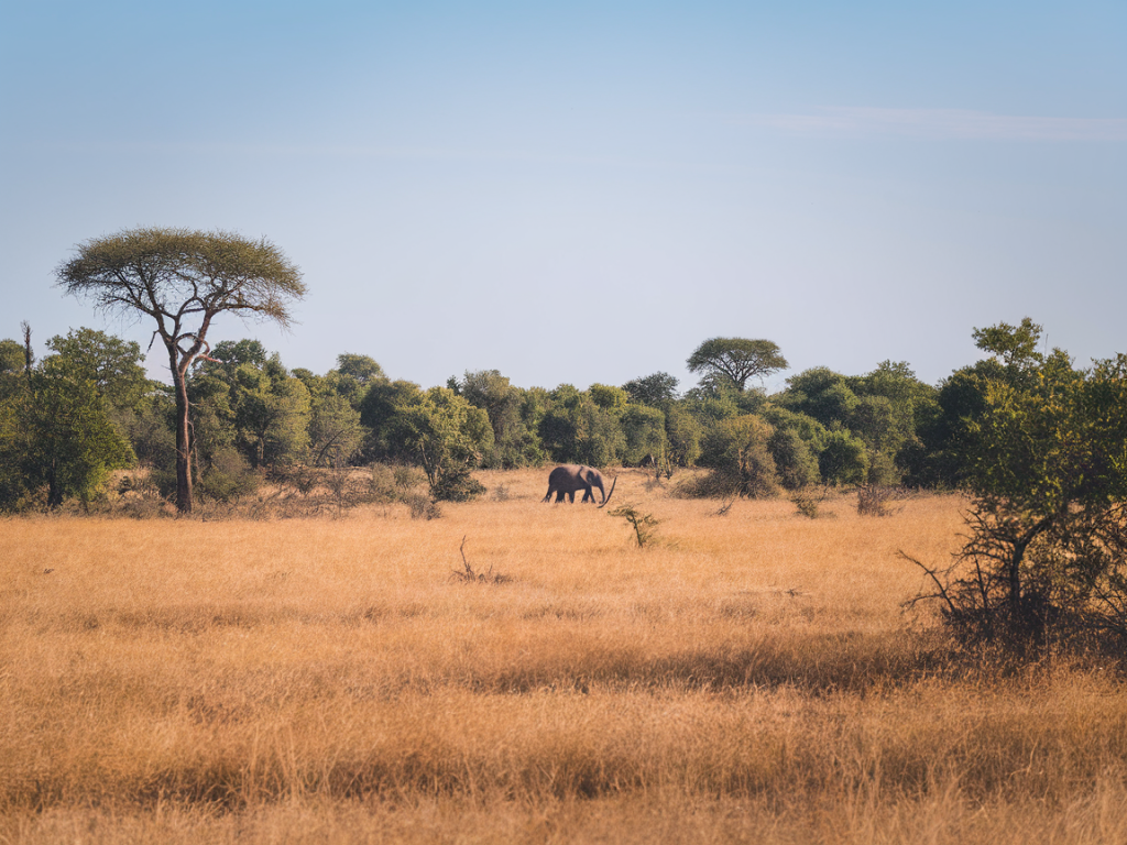  Pourquoi visiter le parc national Kruger, Afrique du Sud ? 